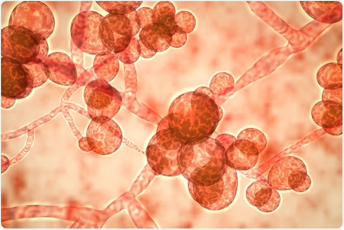 Candida Auris A Dangerous Drug Resistant Fungi On The Rise 