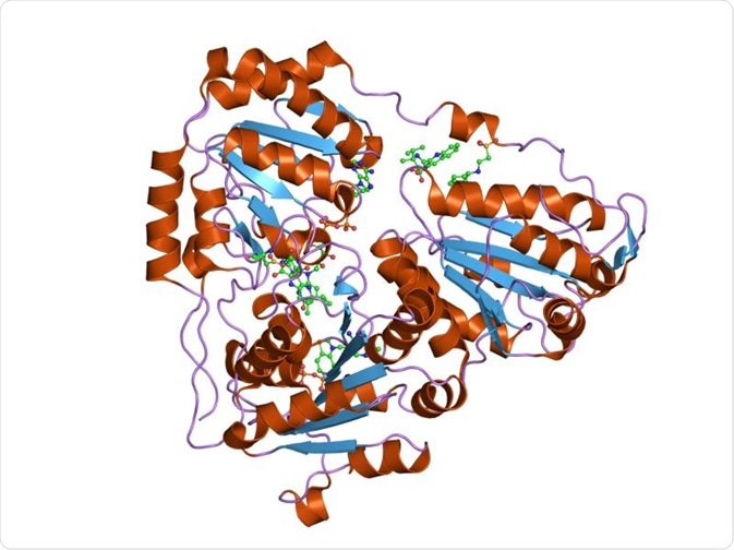 Acetolactate Synthase Structure, Function, and Drug Development