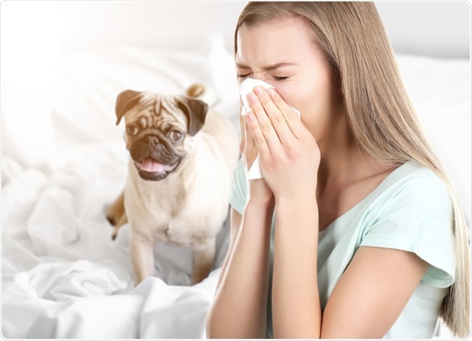 are dog allergies caused by saliva or hair
