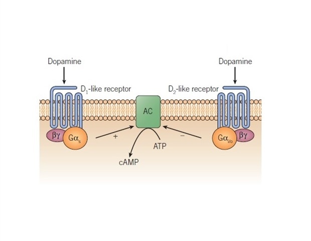 An Overview of Dopamine Receptor Pharmacology