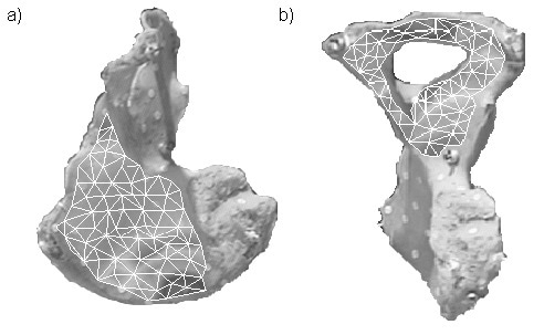 Measurement areas of the treated bone studied: a.) Measurement grid 1, b.) Measurement grid 2.