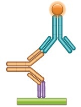 Working With Pharmacokinetic Bridging Assays