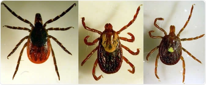 Ticks now carrying multiple diseases, says new study