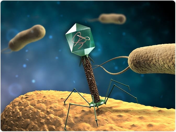 Bacteriophage T4 infecting some bacteria. Illustration Credit: Andrea Danti / Shutterstock