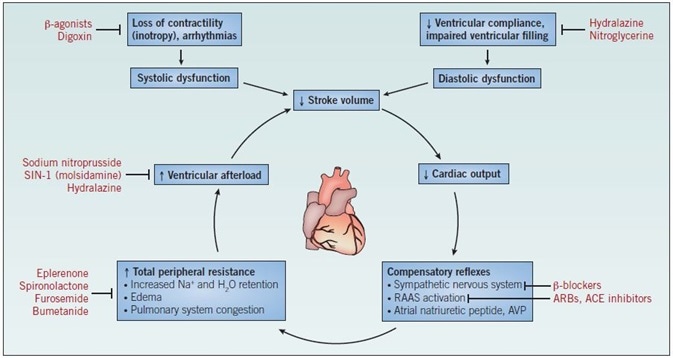 heart-failure-cardiovascular-research