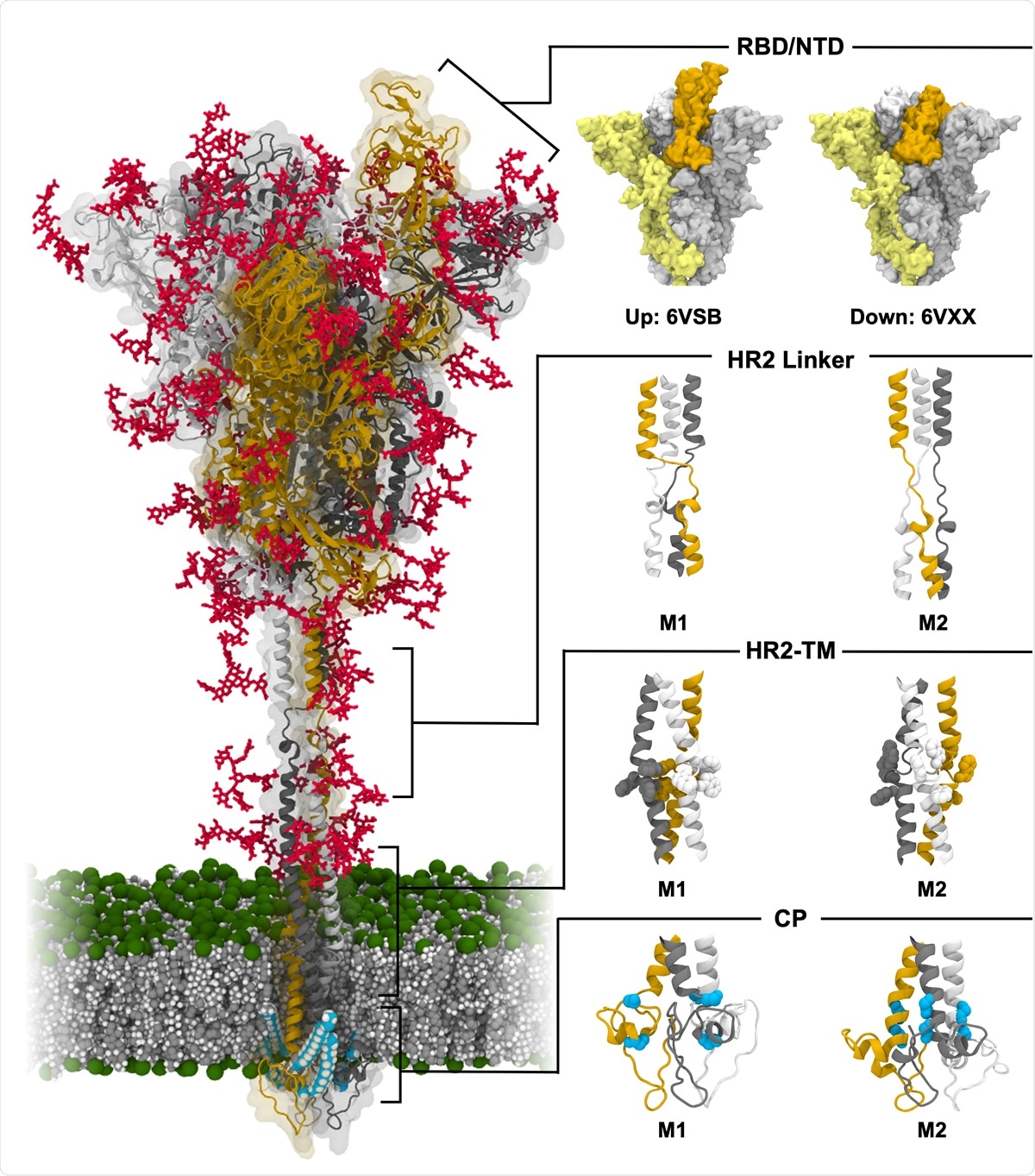 Molecular Simulations Reveal Detailed Structure And Dynamics Of Sars Cov 2 Spike Protein