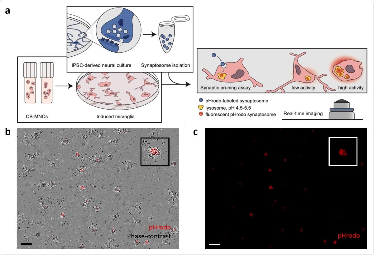 Synaptosome engulfment functional characterization of CB-iMGs in an in-vitro model of synaptic pruning. (a) Overall schematic of pHrodo-labelled quantitative synaptosome phagocytosis assay by CB-iMGs. (b) Representative live real-time images in phase-contrast/red fluorescence overlay mode showing cellular uptake and (c) red fluorescence channel alone of pHrodo (red)-labeled synaptosomes uptake after 5 h. Scale bar: 60 μm (Boxes show magnified view of engulfing CB-iMG).