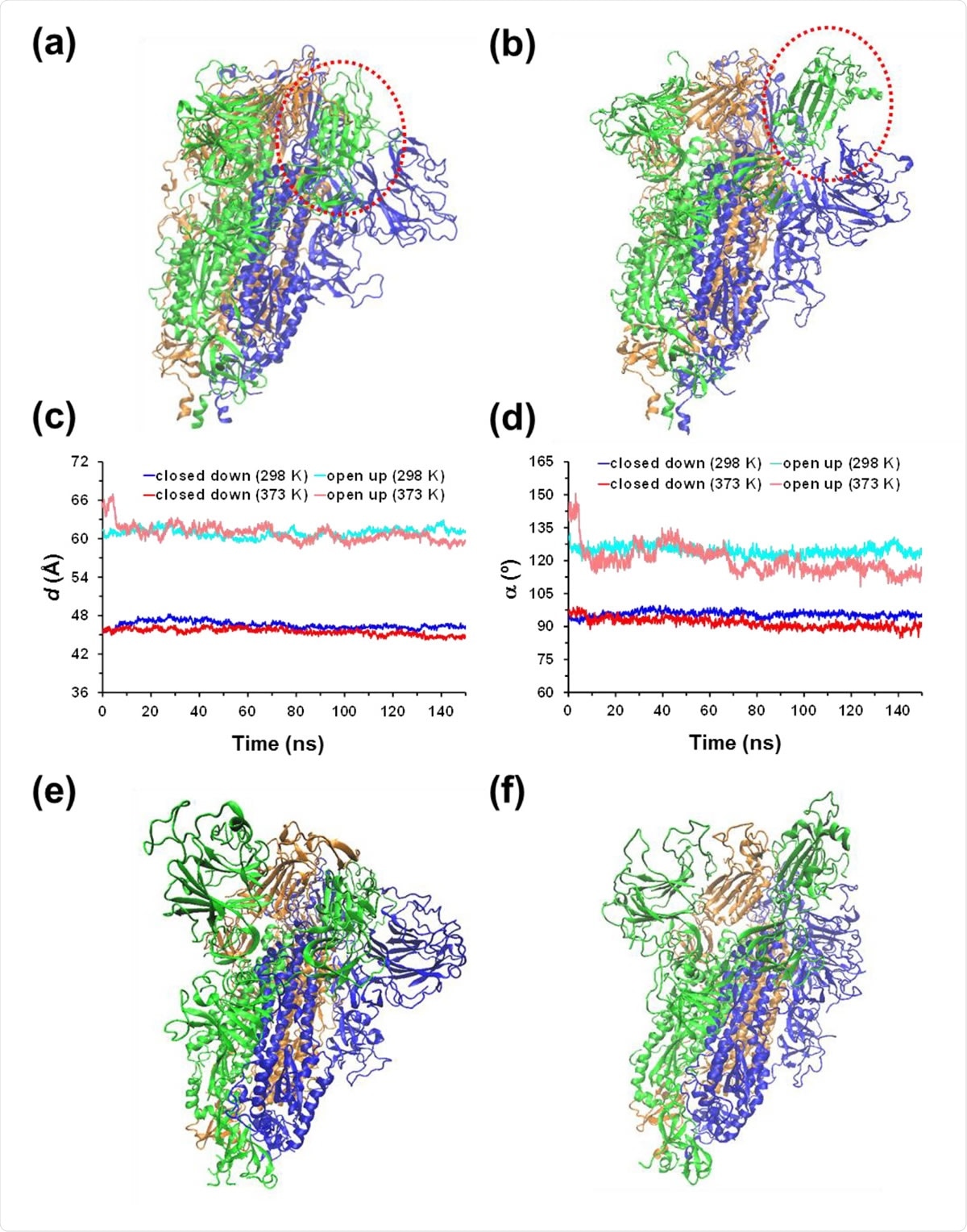 (a) Closed down and (b) open up conformational states of the SARS-CoV-2 homotrimeric spike protein. The main difference between such two states is marked by the red dashed circle. For the MD simulations conducted at 298 and 373 K, temporal evolution of the geometric parameters used to identify the conformational states of the protein: (c) distance (d) between the centre of mass of the RBD from chain B to the centre of mass of three monomers; and (d) hinge angle (α) formed by the center of mass of the RBD of chain B, the center of mass of the rest of chain B, and the center of mass of the first residue after the RBD. For the (e) closed down and (f) open up states, structure of the spike protein at the end of the MD simulation at 373 K.