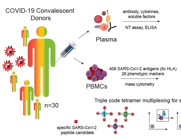 Exciting findings regarding CD8 T cell response in recovered COVID patients