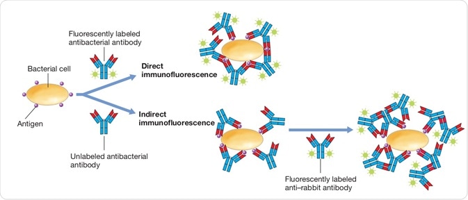 Fluorescent Antibody Techniques