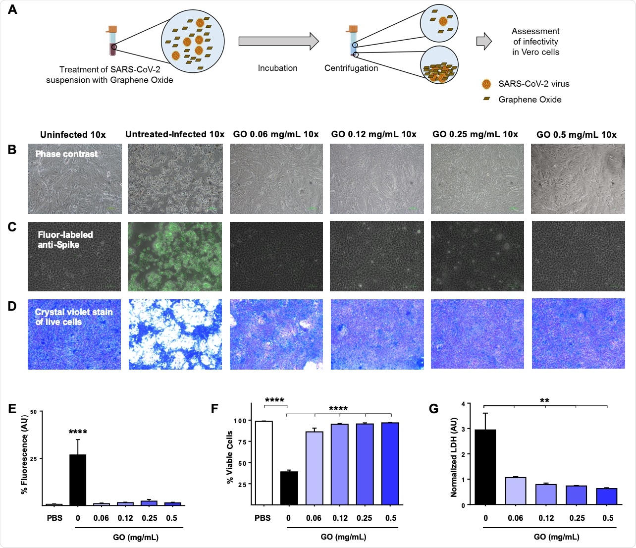 Graphene oxide (GO) captures the SARS-CoV-2 virus and prevents infection.  (A) A schematic design of experiments is provided to assess GO's ability to trap viruses in solution.  The SARS-CoV-2 clinical isolate was suspended in phosphate buffered saline (PBS) at approximately 105 virus particles / mL, increasing the concentration of GO (0.06, 0.12, 0.25, and 0.5 mg / mL). Or it was incubated without GO (untreated). As a positive control.  After 2 hours, GO was removed by centrifugation and the supernatant was used to infect Vero cells. After daily monitoring of cell viability and representative images 72 hours after infection, (B) visualization of cell density with light microscopy, or (C) immunofluorescent labeling of cells with anti-virus spike (S) protein antibody It was taken with a fluorescent microscope.  (D) Cell viability was also assayed by crystal violet staining.  ImageJ software was used to analyze (E) fluorescence and (F) crystal violet stained images to quantify infected cells and cytotoxicity, respectively.  (G) Lactate dehydrogenase (LDH) was quantified in the cell supernatant and SARS-CoV-2 mediated cytotoxicity was measured. The data was graphed as the average of SD. All experiments were analyzed using one-way ANOVA followed by Tukey correction (p <0.05 = *; p <0.01 = **; p <0.001 = ***).  