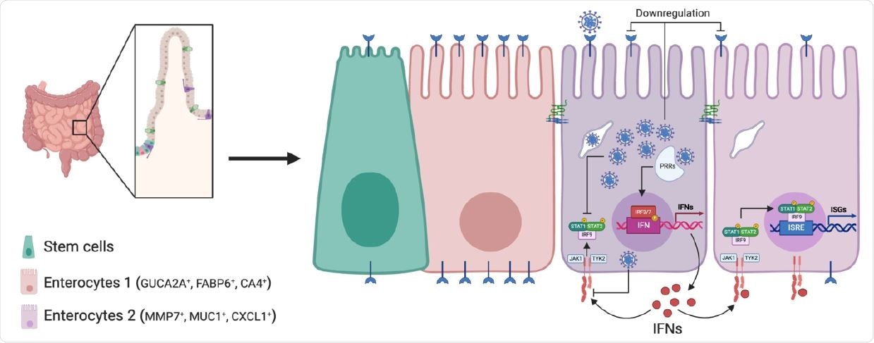 Schematic of SARS-CoV-2 infection of human intestinal epithelial cells.  SARS CoV-2 infects a subpopulation of enterocytes. Upon infection, enterocytes initiate an pro-inflammatory response characterized by up-regulation of NFκB and TNF. Bystander cells respond to secreted IFN and upregulate ISG expression.  SARS-CoV-2 infection induces down-regulation of ACE2 expression and interferes with IFN-mediated signaling in infected cells.