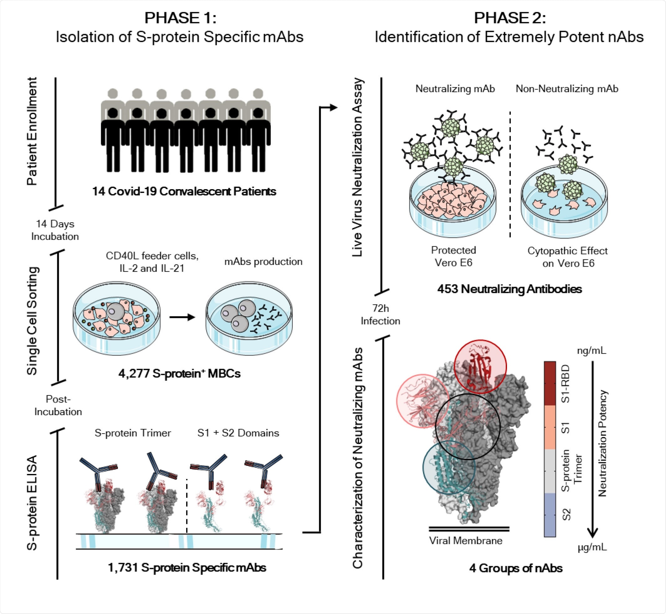 humanized monoclonal antibody