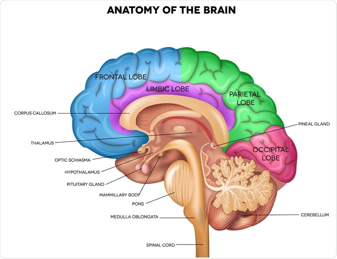 the brain labeled