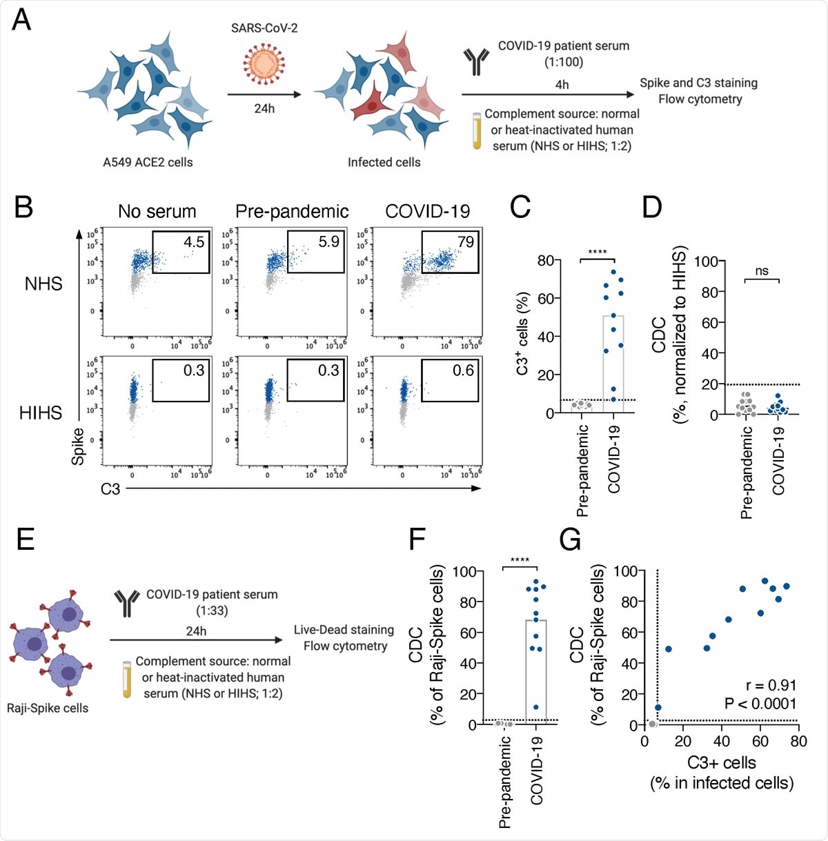 COVID-19 sera activate the complement. A. Schematic of the complement activation test on infected cells. A549-ACE2 cells are infected at a multiplicity of infection (MOI) of 1. 24 hours later, serum from pre-pandemic or COVID-19 patient is added (dilution 1:100) as a source of antibodies. Normal human serum (NHS) from a healthy donor is used as a source of complement and heat-inactivated human serum (HIHS) as control. 4 hours later, cells are stained with an anti-Spike and an anti-C3b/iC3b antibody. Complement deposition on infected cells is measured by flow cytometry. Complement-dependent cytotoxicity (CDC) induced by a serum is also measured as the relative disappearance of infected cells compared to the “HIHS” condition. B. Complement deposition on infected cells was measured after culture with or without a control or a COVID-19 serum in presence of NHS or HIHS. Results from a representative experiment are shown. Percentages indicate the proportion of C3+ cells among infected (Spike+) cells. C. Complement deposition with pre-pandemic (n=12) and COVID-19 patients’ (n=11) sera. The percentage of C3+ cells among infected cells is represented. Each dot represents the mean of 3 independent experiments for one serum donor. D. Complement-dependent cytotoxicity (CDC) of infected A549-ACE2 cells was calculated as the relative disappearance of Spike+ cells in the NHS compared to HIHS condition, with pre-pandemic (n=12) and COVID-19 patients’ (n=11) sera. Each dot represents the mean of 3 independent experiments for one serum donor. E. Schematic of the complement activation test on Raji-Spike cells. Raji-Spike cells are incubated with serum (heat-inactivated) from a pre-pandemic or a COVID-19 patient (dilution 1:100) and normal human serum (NHS) or heat-inactivated human serum (HIHS) as control (dilution 1:2). Complement-dependent cytotoxicity (CDC) induced by a serum is calculated as the relative cell death compared to the “no antibody” condition. F. Raji-Spike cells were cultured with sera from pre-pandemic individuals (n=11) or COVID-19 patients (n=11) and serum from a healthy individual as a source of complement. CDC was measured as the relative cell death compared to the no antibody condition. Each dot represents a different serum. G. Correlation of the C3 deposition on A549-ACE2 infected cells and CDC of Raji-Spike cells induced by sera from pre-pandemic individuals (grey,