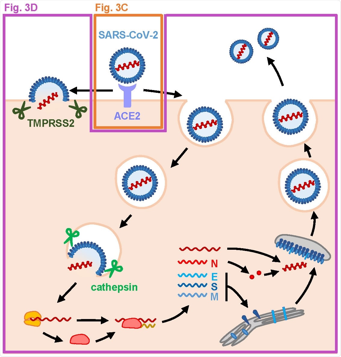 MFQ inhibits the SARS-CoV-2 entry process. (A) SARS-CoV-2 life cycle. SARS-CoV-2 infection is initiated with virus attachment to the host cells that involves the cellular receptor, angiotensin converting enzyme 2 (ACE2), followed by the cleavage of viral Spike (S) proteins by either transmembrane serine protease (TMPRSS2) on the plasma membrane or cathepsins in the endosome/lysosome that induces fusion of viral and host membranes. Viral RNA is translated, processed and replicated to be assembled into progeny virus with viral structural proteins and released extracellularly.