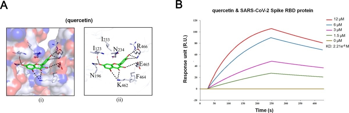Quercetin could bind to RBD domain of S-protein with a high binding affinity. (A) Hydrophilic-hydrophobic interaction between (i) quercetin and SARS-CoV-2 Spike in candidate protein binding pocket, and (ii) quercetin and relative amino acids. (B) The KD of the SARS-CoV-2 Spike RBD protein with a series of concentrations of quercetin was calculated by SPR.