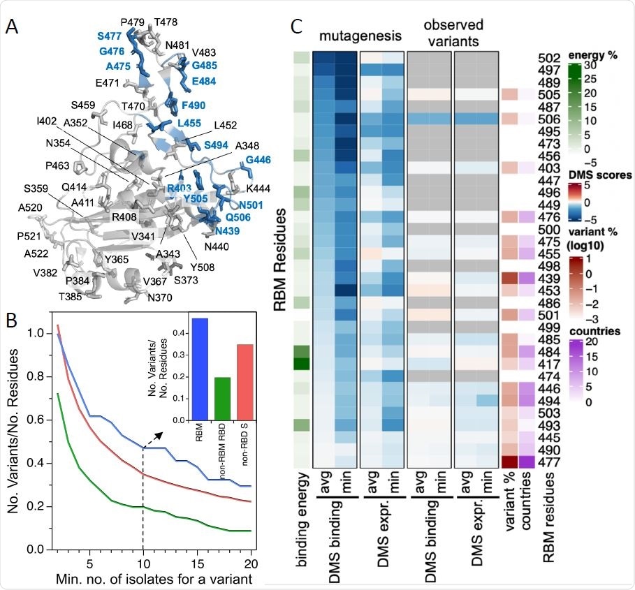 The RBM exhibits significant natural diversity in circulating SARS-CoV-2 isolates