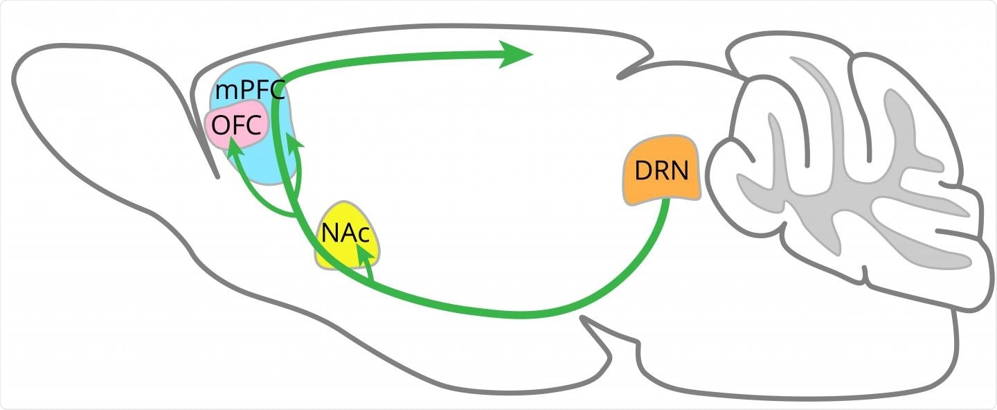 Serotonin is essential for the regulation of patience