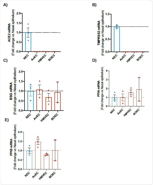 MRNA expression of ACE2, TMPRSS2, BSG, PPIA and PPIB in human nasal epithelial cells (NEC) and endothelial cells (aorta, microvessel and blood growth). Expression levels of the genes ACE2, TMPRSS2, BSG, PPIA and PPIB were obtained from the aorta (AoEC), microvessels (HMVEC) and blood growth (BOEC) endothelial cells and nasal epithelial cells (NEC). Data for each donor was normalized using housekeeper (18S and Gapdh) averages and analyzed using the comparative Ct method (2DDCt). Data show AoEC (n = 3 wells using cells from 3 separate donors), HMVEC (using cells from 2 donors n = 3 wells) nasal epithelium (using cells from 2 donors) ) Compared to mean +/- SEM multiple change shown as 3 separate donor and BOEC cells (n = 2 wells using cells from 2 separate donors).