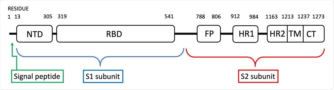 (Online color) The spike protein subunit S1 is composed of the N-terminal domain NTD and the receptor binding domain RBD. The subunit S2 consists of a fusion peptide FP, two heptapeptide repeats HR1 and HR2, a transmembrane domain TM, and a cytoplasmic domain tail CT.