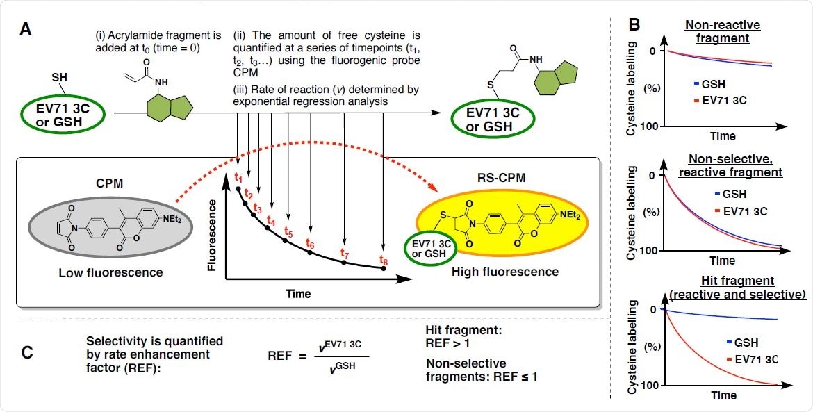 Quantitative Irreversible Tethering (qIT) screening platform. (A) Assay overview: The target thiol (5 μM), EV71 3Cpro or glutathione, is reacted with acrylamide fragments (0.5 mM) under pseudo-first order conditions. Reaction progress is followed by discrete measurements of free target thiol concentration using the fluorogenic probe CPM and the rate of reaction (v) are derived from exponential regression analysis. (B) Fluorescence intensity is converted into percentage cysteine modification by normalizing to DMSO control = 0%, no thiol = 100%. Fragments are characterized as (i) non-reactive, (ii) reactive but non-selective or (iii) reactive and selective by comparing the reactivity profiles between EV71 3Cpro and GSH. (C) Kinetic selectivity is quantified by the rate enhancement factor (REF) which is used to identify and prioritise hit compounds.