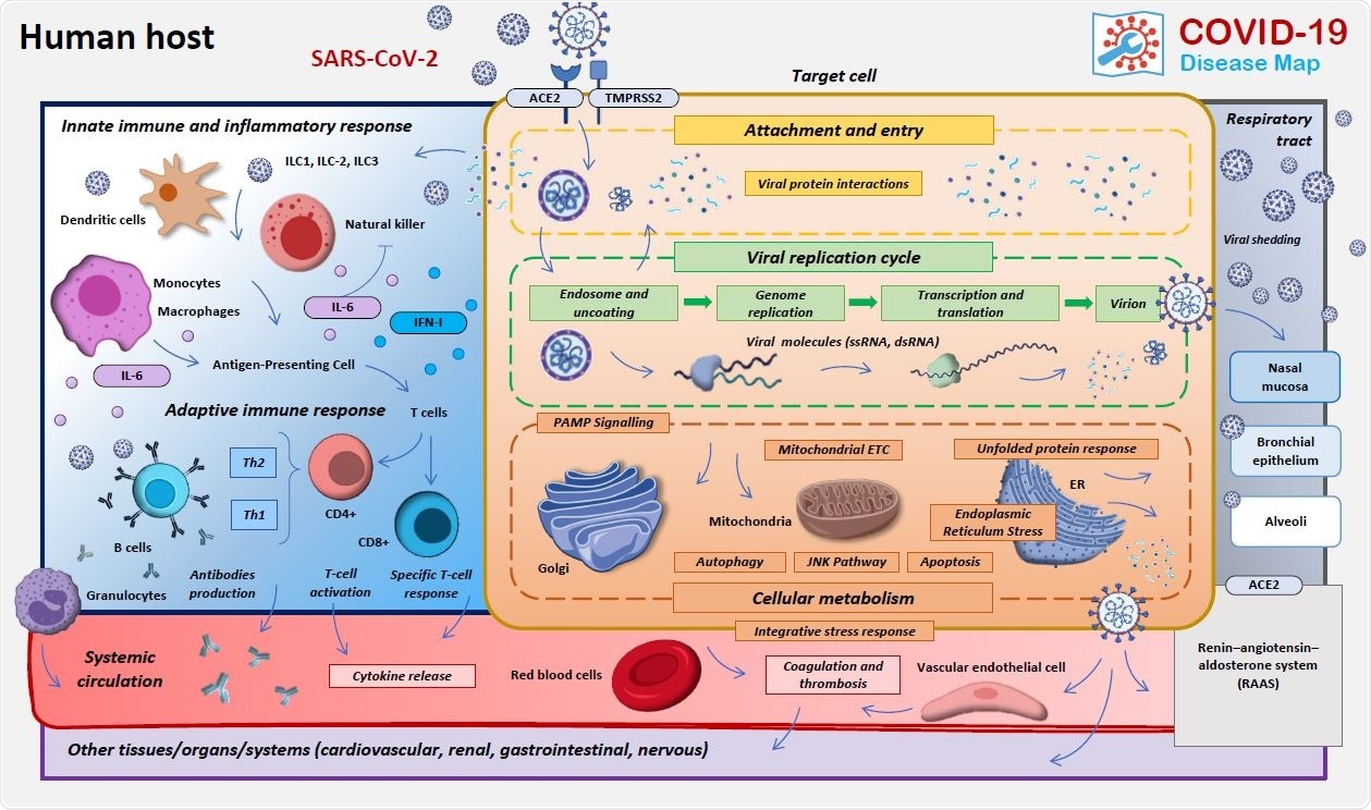 The structure and content of the COVID-19 Disease Map. The areas of focus of the COVID-19 Map biocuration.