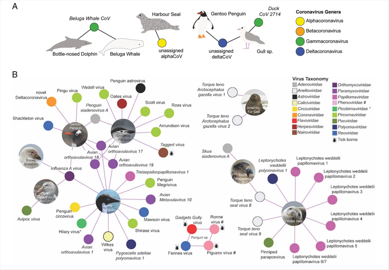 Viral species relevant to this risk assessment. (A) Coronavirus species detected in marine mammals and seabirds, globally. A filled circle refers to a virus, and is coloured according to the genera. Hosts are indicated by an image and connected by lines to the viruses from which they have been detected. A virus (filled circle) is connected to more than one library indicates that the same (putative) virus species has been found in both hosts. Ratified viral species are presented in italics, putative viral species are presented in regular text. Silhouettes generated by M. Wille. (B) Viral species detected in Antarctic birds and mammals. We have not included viral species detected by serology. Only viral species detected in Antarctica have been included; we have excluded viral species recorded on sub-antarctic islands such as South Georgia Island and Macquarie Island. A filled circle refers to a virus. Hosts are indicated by an image and connected by lines to the viruses from which they have been detected. Ratified viral species are presented in italics, putative viral species are presented in regular text. Viruses transmitted by ticks are indicated by a tick silhouette. Picobirnaviridae, indicated by an asterisk have previously been associated with vertebrate hosts. Other than Taggert Virus, in which viral reads were found in Chinstrap Penguins, the Antarctic hosts of tick viruses are not confirmed. Gadgets Gully virus has been detected in ticks in Antarctica and King Penguins in Macquarie Island. Ronne Virus and Piguzov virus, members of the Phenuvidiae are indicated with a # and their avian hosts have not been confirmed despite being detected in ticks adjacent to penguin colonies in two independent studies. All images were taken by M. Wille.