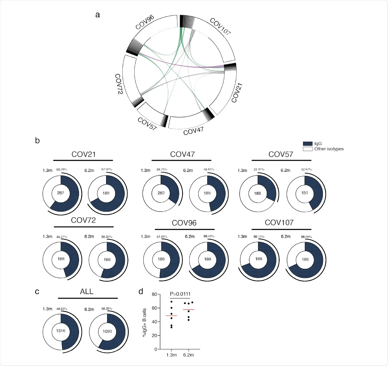 Circos plot and IgG-positive RBD-specific B cells a, sequences from all 6 individuals with clonal relationships drawn. The interconnect line shows the relationship between antibodies that share the V and J gene segment sequences in both IGH and IGL. The purple, green, and gray lines interconnect the associated clones, clones and singles, and singles, respectively.  b, For each patient, the number of IgG heavy chain sequences (black) analyzed from 6 individuals 694 1.3 months (left panel) or 6.2 months (right panel) after infection. The numbers in the inner circle indicate the number of cells sorted by individual shown above the circle.  Same as c and b, but showing combined data for all 6 patients.  d, Comparison of the proportion of 6 IgG-positive B cells 1.3 or 6.2 months after infection. The horizontal bar indicates the average. Statistical significance was determined using the paired t-test.