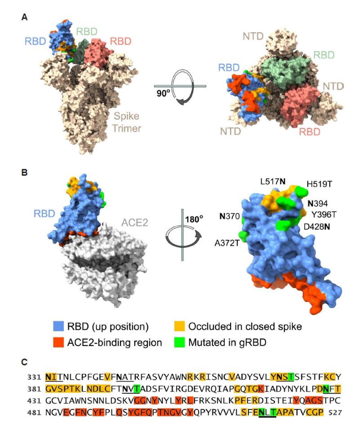 Engineered SARS-CoV-2 RBD glycans enhance expression of multivalent RBD fusion proteins. Views of the RBD (A) in the context of the SARS-CoV-2 S protein in the open one-up conformation, with the ACE2-binding region (red) facing upward and (B) bound to the ACE2 receptor, with the RBD ACE2-binding region facing downwards. Blue indicates surface residues that are neither occluded in the closed conformation (indicated by yellow) nor part of the ACE2 interface (red). Green indicates residues whose mutation creates a novel N-glycoslylation motif. (C) The sequence of the engineered RBD bearing four novel glycosylation motifs (gRBD) is shown. Numbering indicates S-protein residue. Glycosylation motifs (2 native and 4 engineered) are underlined. Coloring is as described in (B).