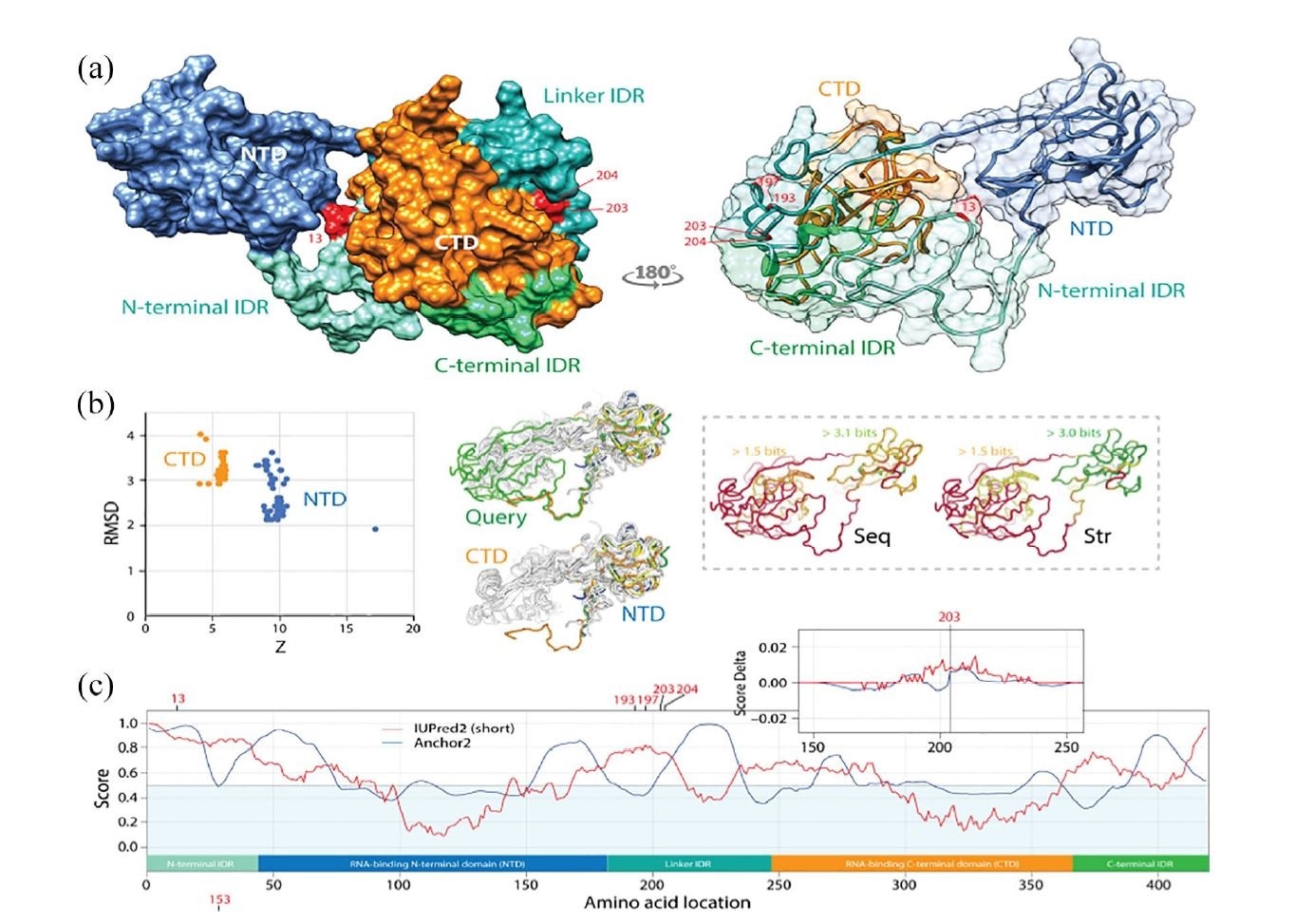 Pathways of mutational diversification of SARS-CoV-2 involve intrinsic disordered regions of the nucleocapsid (N) protein. (a) The N-protein has 2 major RNA-binding domains, an N-terminal domain (NTD) and a C-terminal domain (CTD), both connected to a central linker and flanked by terminal sequences, all of which have been reported to be intrinsically disordered regions (IDRs). Mutations were traced onto a SARS-CoV-2 N-protein structure modeled with I-Tasser. They occurred in position 13 of the N-terminal IDR and positions 193, 197, 203 and 204 of the linker IDR, all of them in loop regions of the molecule. Mutations 203 and 204 were the only sites that were buried in the molecule. (b) A DALI structural neighborhood analysis against the modeled structure (88 structural neighbors, including many from SARS-CoV-2) showed 2 clusters in the RMSD versus Z-score plot, one reflecting structural match to the NTD domain and the other to the CTD domain. Structural alignment plots of the 88 structures supported the veracity of the modeled RNA-binding domains and revealed that the NTD is more conserved at sequence (Seq) and structure (Str) levels. (c) The mapping of intrinsic disorder (UIPred2, red line) and gain-loss of binding energy (Anchor2, blue line) along the sequence confirmed the significant intrinsic disorder and binding (scores ? 0.5) of linker and terminal regions. A comparison of the R203K mutant and reference viral strain with a delta score revealed that the mutation increased disorder. A similar outcome was obtained with the G204R mutant.