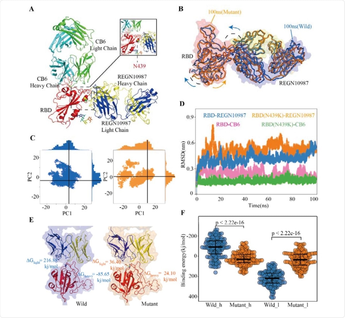 Structural and Energetic Details of Both Wild and Mutant RBD-mAbs Interactions (A) Crystal structures of RDB-CB6/REGN10987 complexes, the RBD is colored red, CB6 heavy and light chains are represented as marine and green respectively, REGN10987 heavy chain is colored yellow and light is blue, and the 439 residues are described as the sphere. (B) Characteristic dynamic fluctuations of both RBD-REGN10987 and RBD(N439K)-REGN10987 complexes. Mutant-type (100ns) and wild-type (100ns) are colored by orange and blue, respectively. (C) Dynamic conformations are projected on to the principal vectors (PC1 and PC2). Red and blue indicate mutant-type and wild-type 100ns MD trajectories respectively. (D) The RMSD of the receptor-binding motif in four complexes during the 100-ns MD simulations. (E) The binding free energies for both complexes of the mAb REGN10987 (including heavy and light chains), the color schemes are the same in Fig.4A and Fig.4C. (F) The binding free energies of 200 configurations at an interval of 100ps from the last 20ns simulations. The t-test was conducted to check the statistical significance of the difference between two systems of binding free energies. A p-value of <0.05 indicates that the difference is statistically significant (95% confidence interval). The color scheme is the same as that in Fig.4C