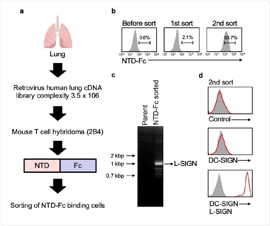 Lung cDNA library screening using the NTD-Fc of SCoV2 spike. a, The workflow of lung cDNA library screening. b, Cells transfected with retrovirus cDNA library were stained with SCoV2-NTD-Fc. Proportions of cells stained with SCoV2-NTD-Fc are shown. c, DNA agarose gel electrophoresis of cDNA library derived genes amplified from a single-cell clone stained with SCoV2-NTD-Fc. The indicated band was identified as L-SIGN. d, Single-cell clone stained with SCoV2-NTD-Fc was analyzed by anti-DC-SIGN mAb and anti-DC/L-SIGN mAb (red line) or control (shaded gray).