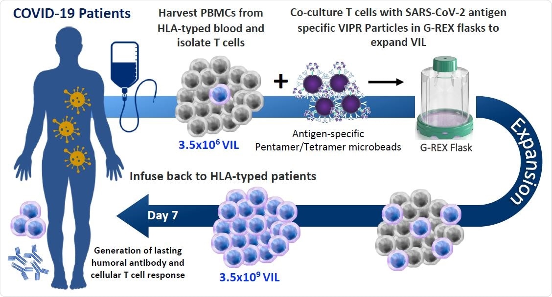 Allogeneic VIL Therapy Platform: An adoptive cell therapy for the treatment of individuals suffering from severe symptoms of COVID-19. a, Schematic for a COVID-19 cell therapy in which PMBCs are collected from the blood of HLA-typed hospitalized patients and total T cells isolated. T cells are stimulated with HLA-matched MHC-I/MHC-II antigen-specific SARS-CoV-2 VIPR beads to enrich and expand CD4+ and CD8+ T cells with TCRs specific for the SARS-CoV-2 antigen epitopes. These antigen-specific VIL expand at an average of 1,000-fold prior to adoptive transfer back to HLA-matched patients to mediate a T cell immune response to support the eradication of the SARS-CoV-2 virus and to engender protective immunity against repeat infection.