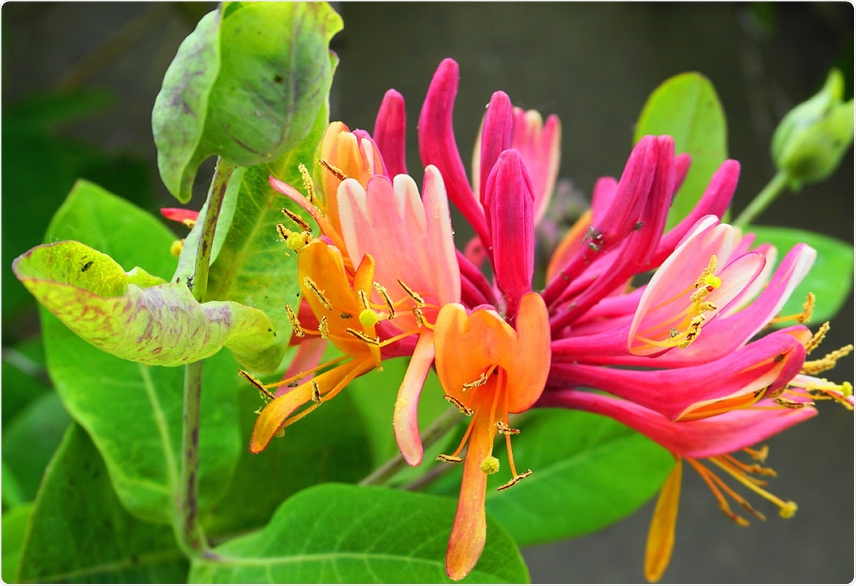 Close up Honeysuckle flowers. Image Credit: lenic / Shutterstock