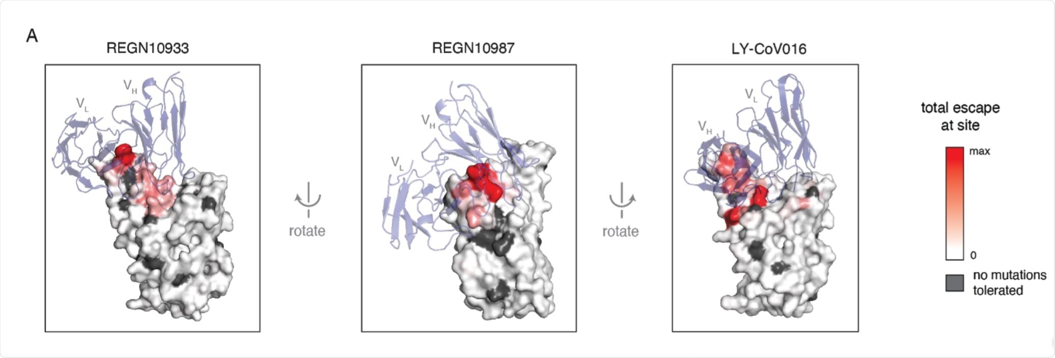 Covid 19 Mutation Mapping Identifies Escape Mutations Against Therapeutic Antibodies