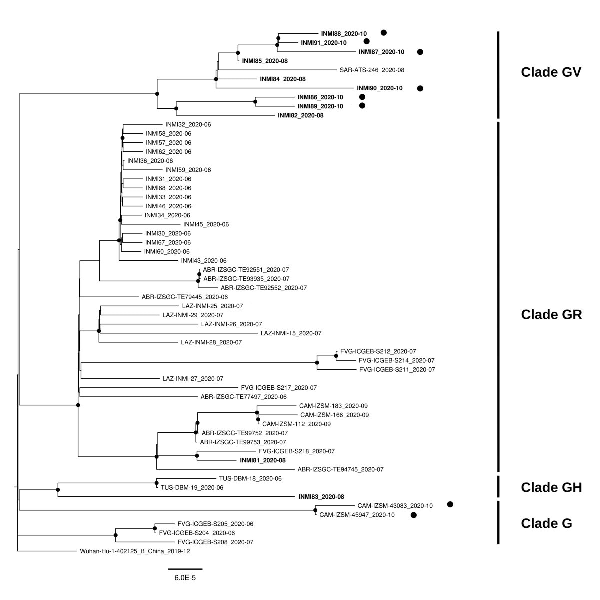 Maximum likelihood phylogenetic tree of all SASR-CoV-2 unique sequences obtained in Italy in from 1st June and 2nd November 2020 (n=57), including 33 sequences obtained in our laboratory, at the National Institute for Infectious Diseases (INMI) in Rome, Italy, and 24 sequences from other Institutions in Italy. Sequences obtained at INMI are indicated by the name that also includes the collection date. To underline the chronological order of sequences obtained in our laboratory, sequences obtained from August onward are highlighted in bold. Italian sequences obtained in late October are highlighted with a bullet. Clades are indicated on the side of the tree, following the GISAID nomenclature. All nodes with bootstrap values higher than 75 are highlighted with a black point.Maximum likelihood phylogenetic tree of all SASR-CoV-2 unique sequences obtained in Italy in from 1st June and 2nd November 2020 (n=57), including 33 sequences obtained in our laboratory, at the National Institute for Infectious Diseases (INMI) in Rome, Italy, and 24 sequences from other Institutions in Italy. Sequences obtained at INMI are indicated by the name that also includes the collection date. To underline the chronological order of sequences obtained in our laboratory, sequences obtained from August onward are highlighted in bold. Italian sequences obtained in late October are highlighted with a bullet. Clades are indicated on the side of the tree, following the GISAID nomenclature. All nodes with bootstrap values higher than 75 are highlighted with a black point.Maximum likelihood phylogenetic tree of all SASR-CoV-2 unique sequences obtained in Italy in from 1st June and 2nd November 2020 (n=57), including 33 sequences obtained in our laboratory, at the National Institute for Infectious Diseases (INMI) in Rome, Italy, and 24 sequences from other Institutions in Italy. Sequences obtained at INMI are indicated by the name that also includes the collection date. To underline the chronological order of sequences obtained in our laboratory, sequences obtained from August onward are highlighted in bold. Italian sequences obtained in late October are highlighted with a bullet. Clades are indicated on the side of the tree, following the GISAID nomenclature. All nodes with bootstrap values higher than 75 are highlighted with a black point.