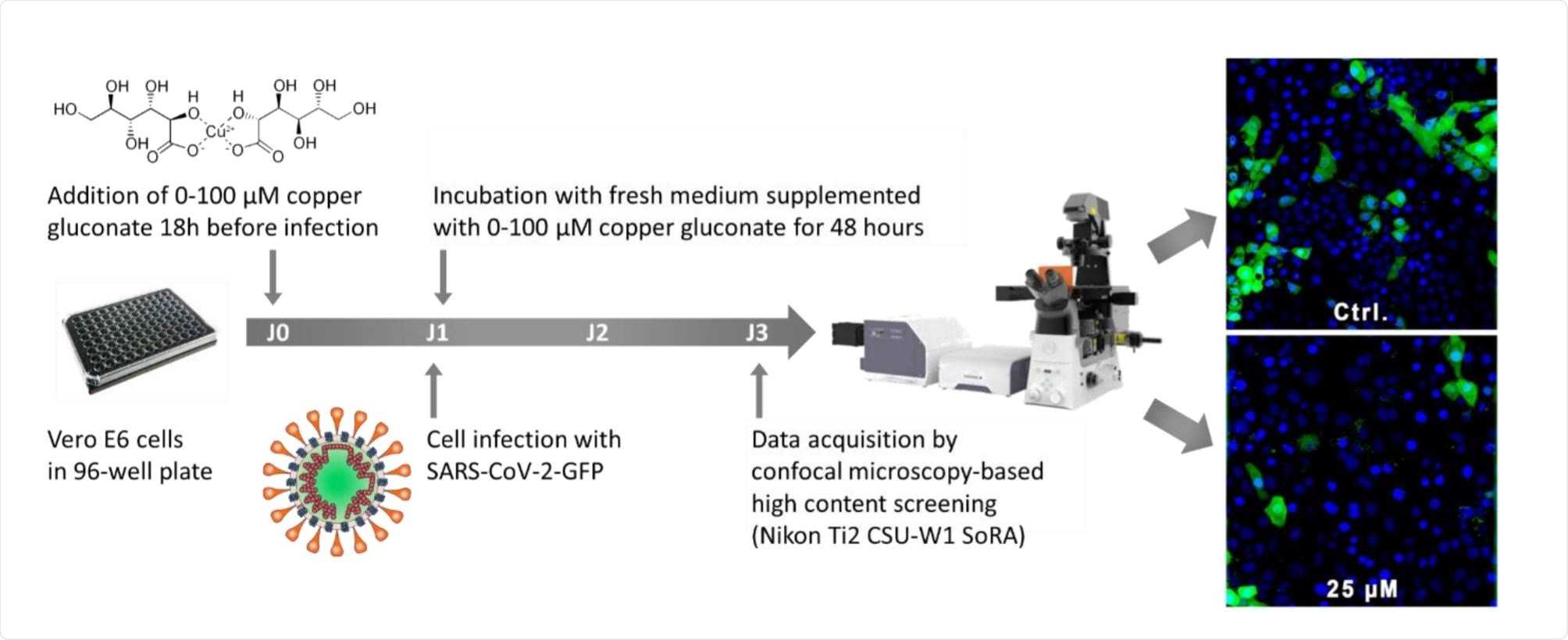 Copper Gluconate Supplementation Could Reduce Sars Cov 2 Infection In Vitro