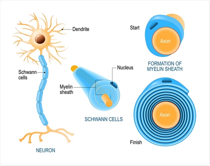 what-are-schwann-cells