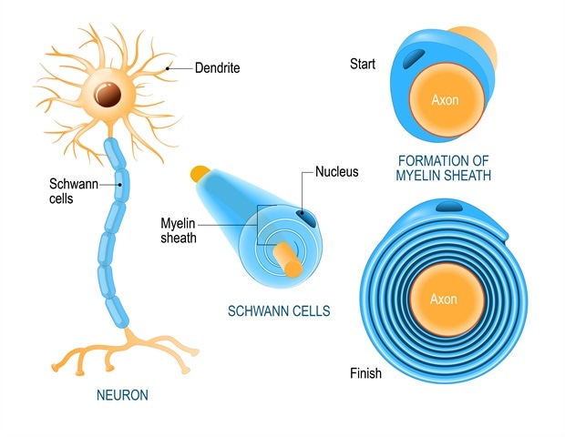 What are Schwann Cells?