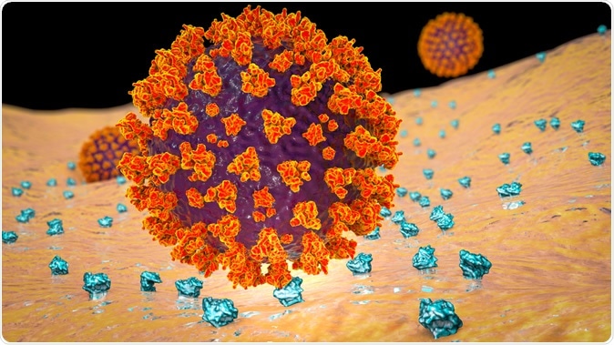 SARS-CoV-2 virus that binds to ACE2 receptor in human cells, early stage of COVID-19 infection, Illustration credit: Kateryna Kon / Shutterstock