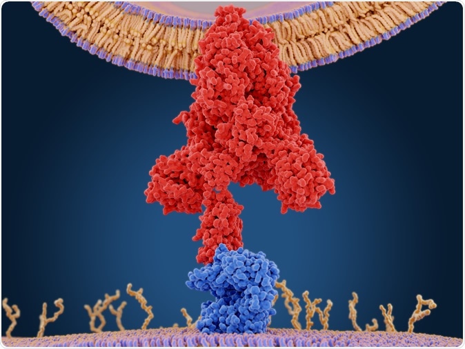 The coronavirus spike protein (red) mediates the virus entry into host cells. It binds to the angiotensin converting enzyme 2 (blue) and fuses viral and host membranes. PDB entry 6cs2. 3d rendering. Image Credit: Juan Gaertner / Shutterstock