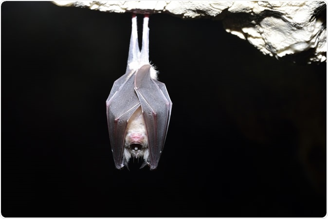 Greater horseshoe bat( Rhinolophus ferrumequinum). Image Credit: ATTILA Barsan / Shutterstock