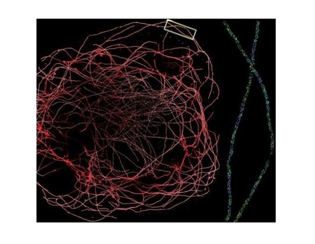 Visualizing Cellar Data with Fluorescence Microscopy