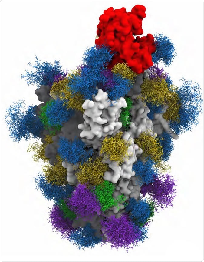 A glycan analysis of SARS-CoV-2 ACE2 complex