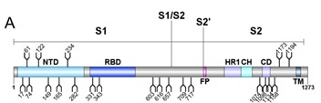 SARS-CoV-2 S Protein Glycosylation