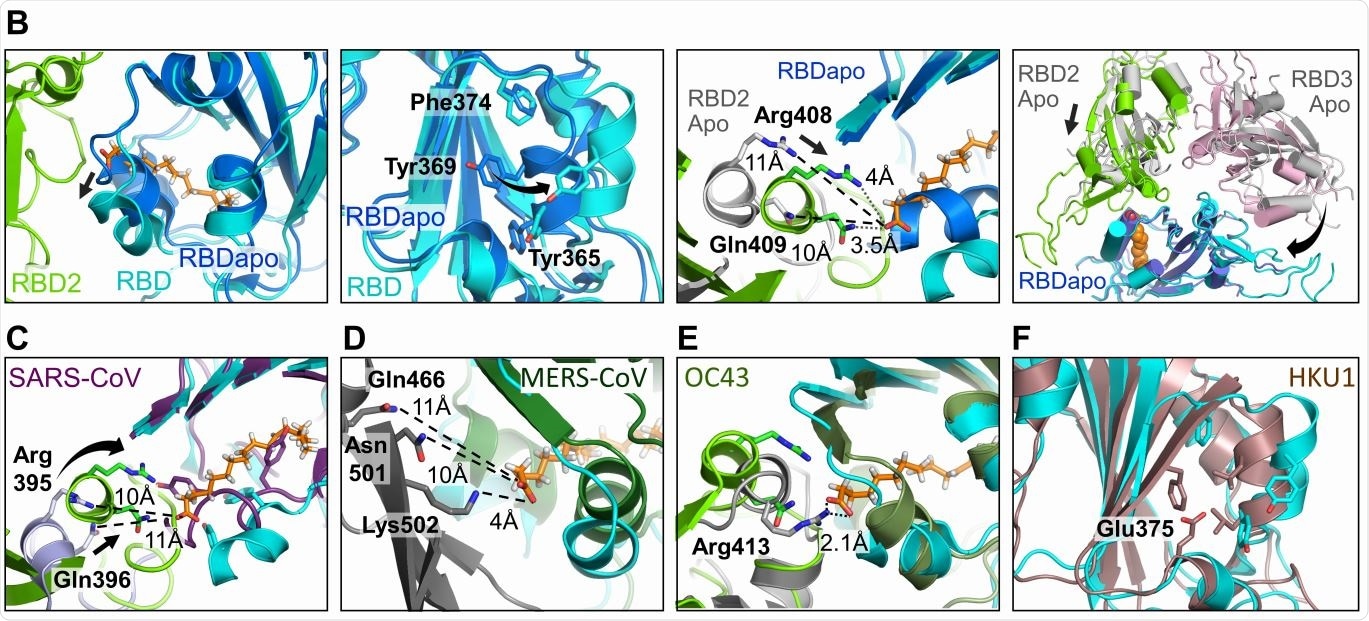 Human Coronavirus RBD architectures. (A) Alignments including the four common strains highlighting conserved residues. Residues lining the hydrophobic pocket are underlaid (cyan). Gating helix residues are marked (purple). Residues positioned to interact with headgroup are underlaid in green. Glutamate 375 in HKU1 is underlaid in red. (B) Superimposition of RBDs in LA-bound SARS-CoV-2 (cyan, green) and ligand-free ‘apo’ form (blue, grey) (PDBID 6VXX, (6)). Gating helix movements (left two panels), approaching of adjacent RBDs upon LA-binding (centre right) and compacting of the RBDs (far right) are illustrated. Rearrangements indicated by arrows. (C-E) LA-bound SARS-CoV-2 RBDs and ligand free ‘apo’ SARS-CoV (purple, PDBID 5X58 (19)); MERS CoV (forest green, grey, PDBID 5X5F (19)) and OC43 RBDs (olive, grey PDBID 6NZK, (18)). (F) HKU1 RBD (brown, PDBID 5GNB (23)) and RBD from LA-bound SARS-CoV-2 S (cyan).