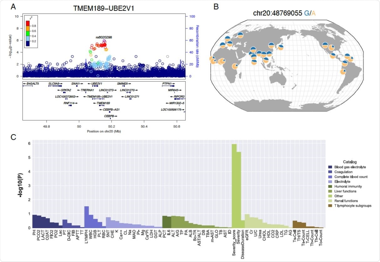 LD, allele frequency and pleiotropic effects of the TMEM189-UBE2V1 signal suggestively associated with COVID-19 patient severity. A) Locuszoom plot shows the p-value of the SNPs centering the lead SNP rs6020298 and the recombination rate. Color of the dots indicate linkage disequilibrium r2 metric. B) Allele frequency of s6020298 among the 1000 genomes populations. The allele frequency of the reference and alternative allele is visualized by the geography of genetic variants browser developed by the university of Chicago. C) P-value of the single variant genome-wide association test for the sixty-four laboratory assessments at the lead SNP rs6020298.