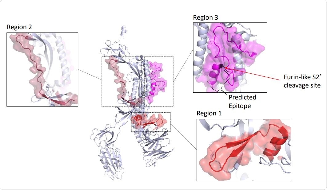 Antigenic regions and predicted antibody binding sites of the spike (S) protein. Monomer of the S 684 protein of SARS-CoV-2 in the prefusion conformation (PDB id: 6VXX, chain A), with the 685 regions 1, 2 and 3 shown enlarged. FP, fusion peptide; HR1 and HR2, heptad repeat 1 and 2.