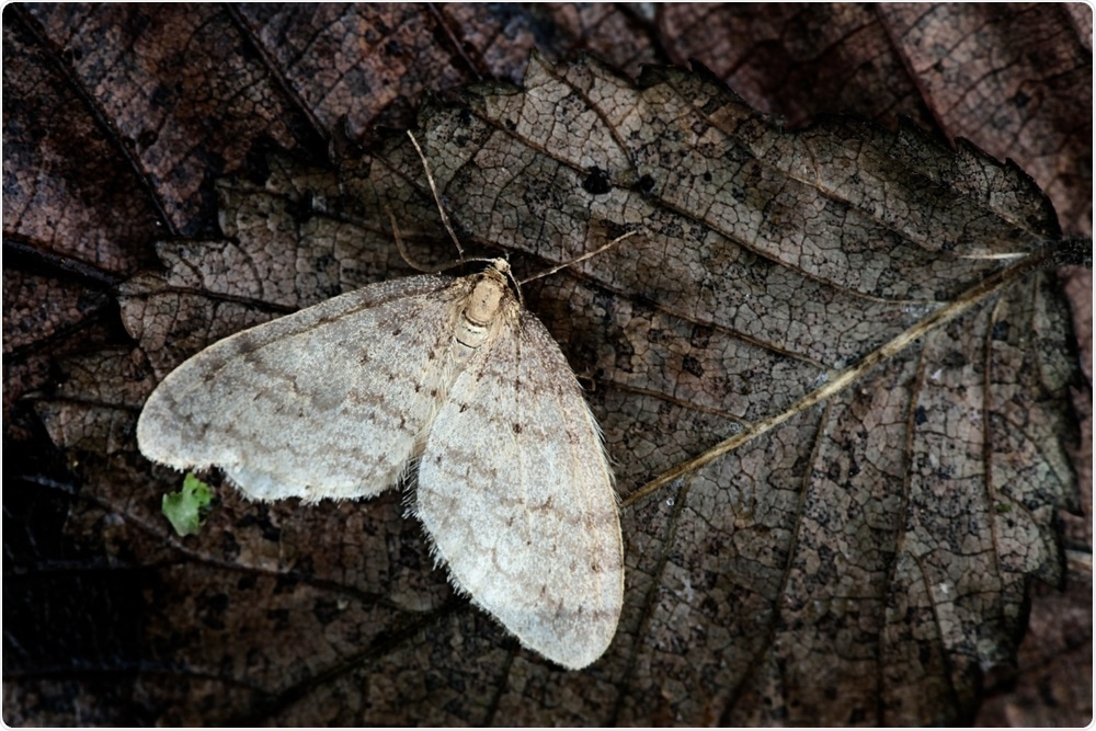 Winter moth, Operophtera brumata. Image Credit: Henri Koskinen / Shutterstock
